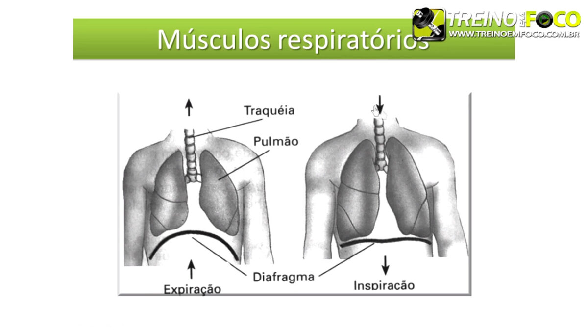treino_em_foco_fisiologia_respiratória_cardiovascular_sistemas_corrida