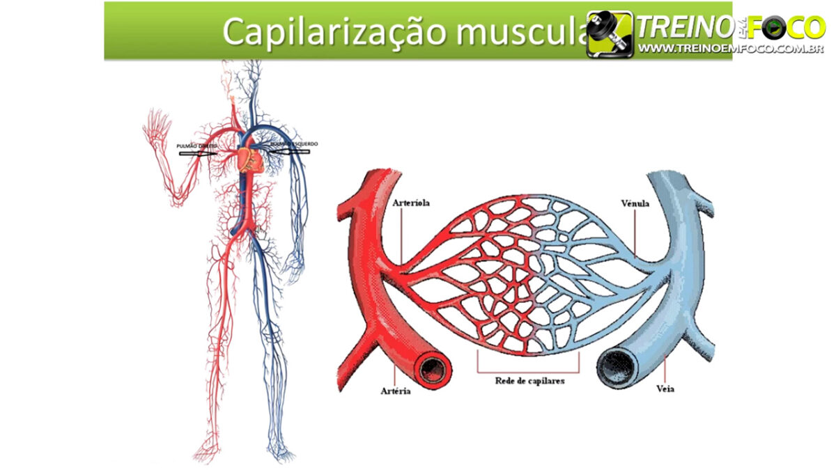 treino_em_foco_veia_cava_fisiologia_cardiovascular_respiratória