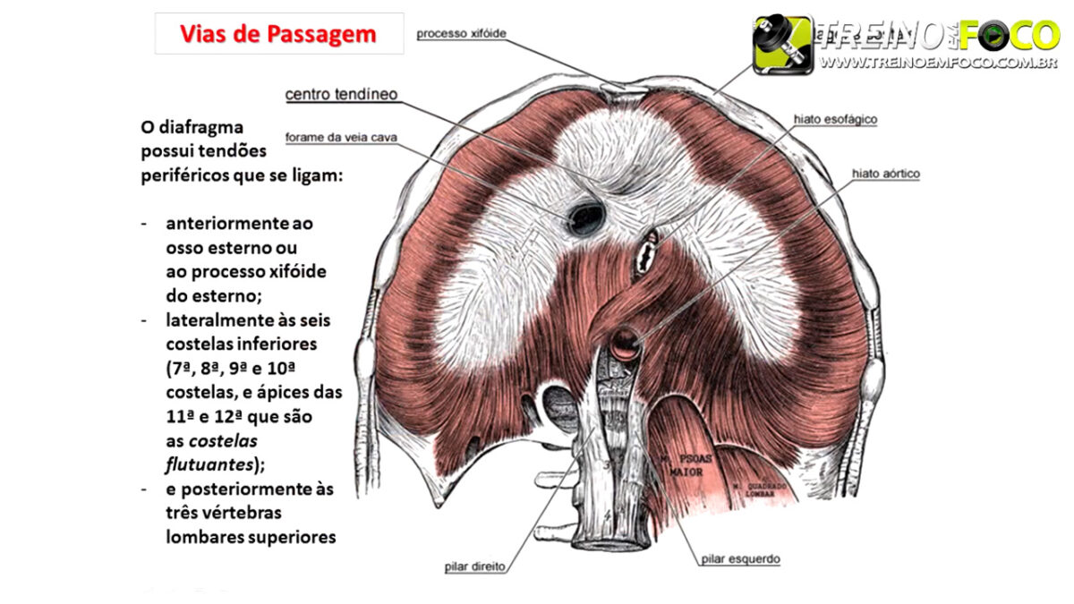 diafragma_treino_em_foco_musculo_inspiratorio