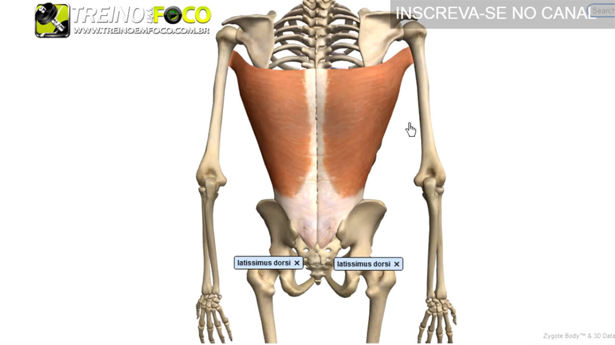 latissimo_do_dorso_grande_dorsal_treino_em_foco_alongamento