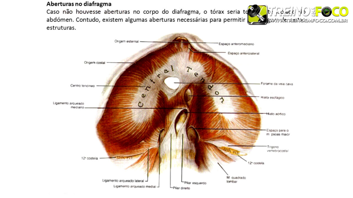 musculo_inspiratorio_diafragma_treino_em_foco