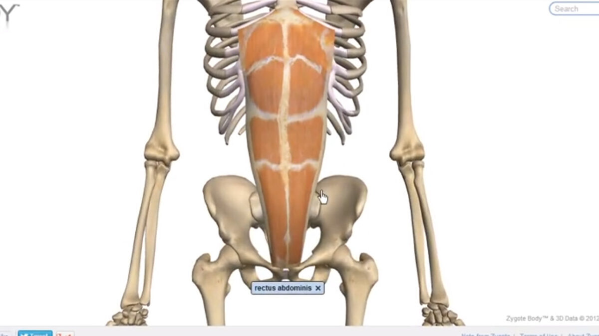 musculos_abdominais_treino_em_foco_flexionamento_anatomia