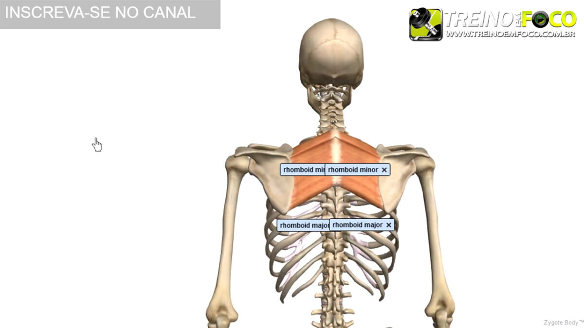 romboides_maior_menor_treino_em_foco_exercicios_alongamento_flexionamento