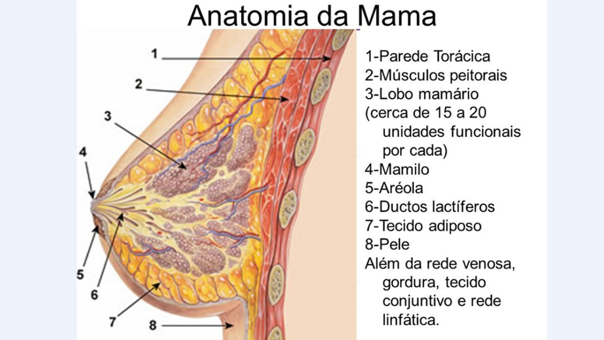 seio_anatomia_mama_treino_em_foco_exercicios_fisicos_tamanho_do_seio