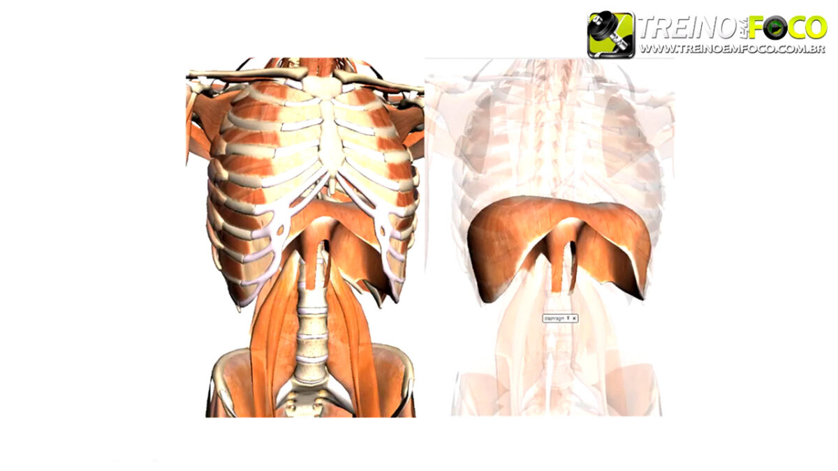 treino_em_foco_musculo_diafragma_inspiratorio