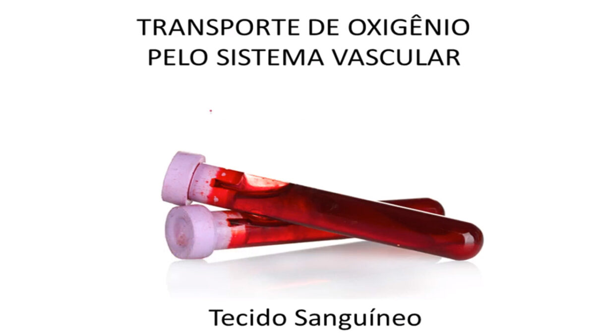 tecido_saguineo_treino_em_foco_transporte_de_oxigenio_