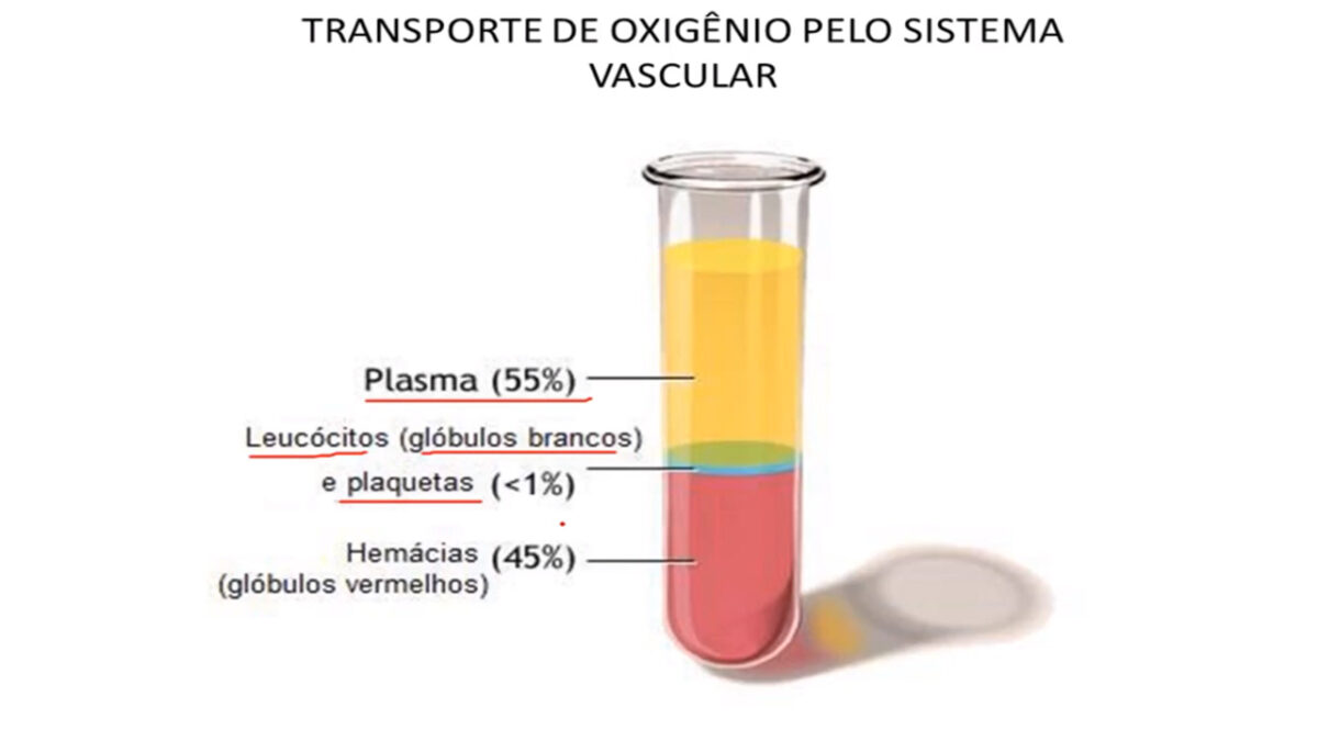 tecido_sanguineo_treino_em_foco_exercicios_aerobios_corrida_oxigenio