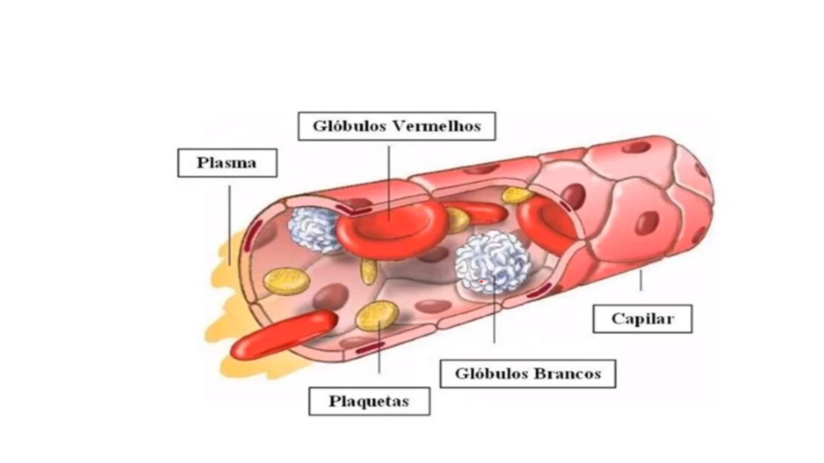 tecido_sanguineo_treino_em_foco_oxigenio_sangue_transporte_de_oxigenio