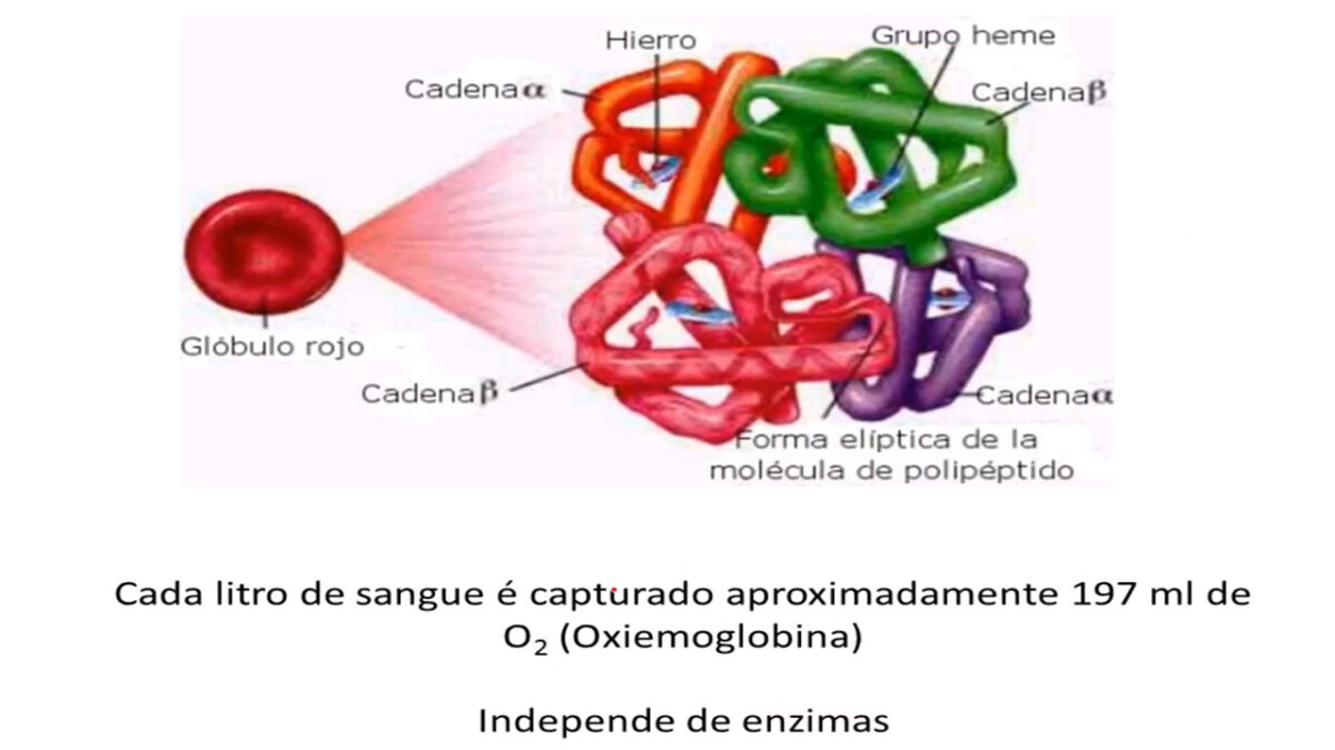 treino_em_foco_tecido_sanguineo_eritrocitos_hemacias_globulos_vermelhos