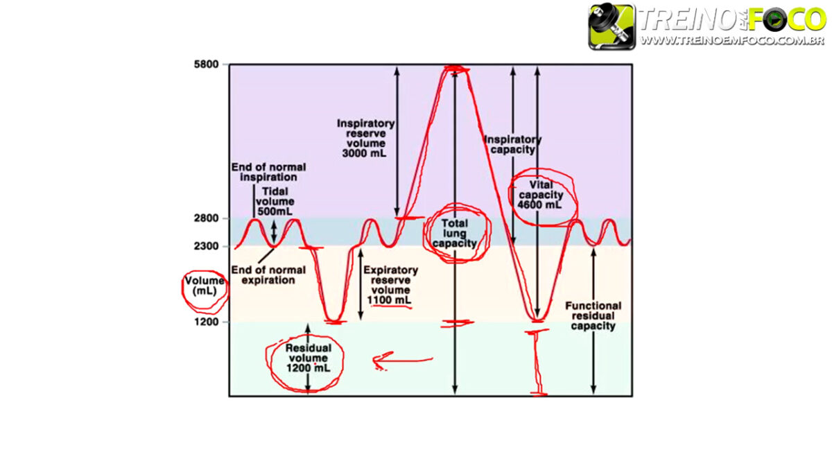 treino_em_foco_volumes_pulmonares_ventilacao_pulmonar_respiracao