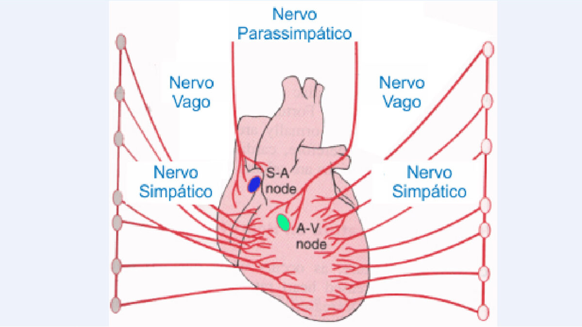 influxo_parassimatico_treino_em_foco_frequencia_cardiaca