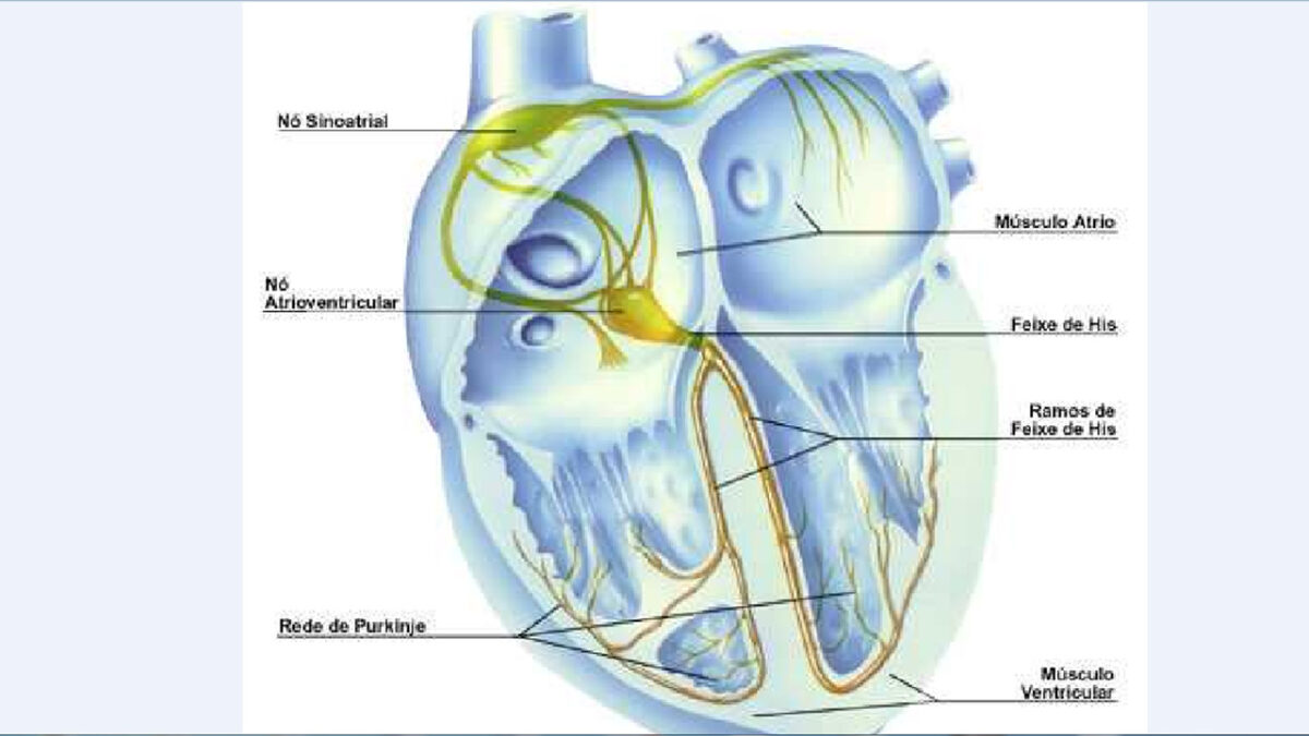 treino_em_foco_controle_cardiovascular_coracao