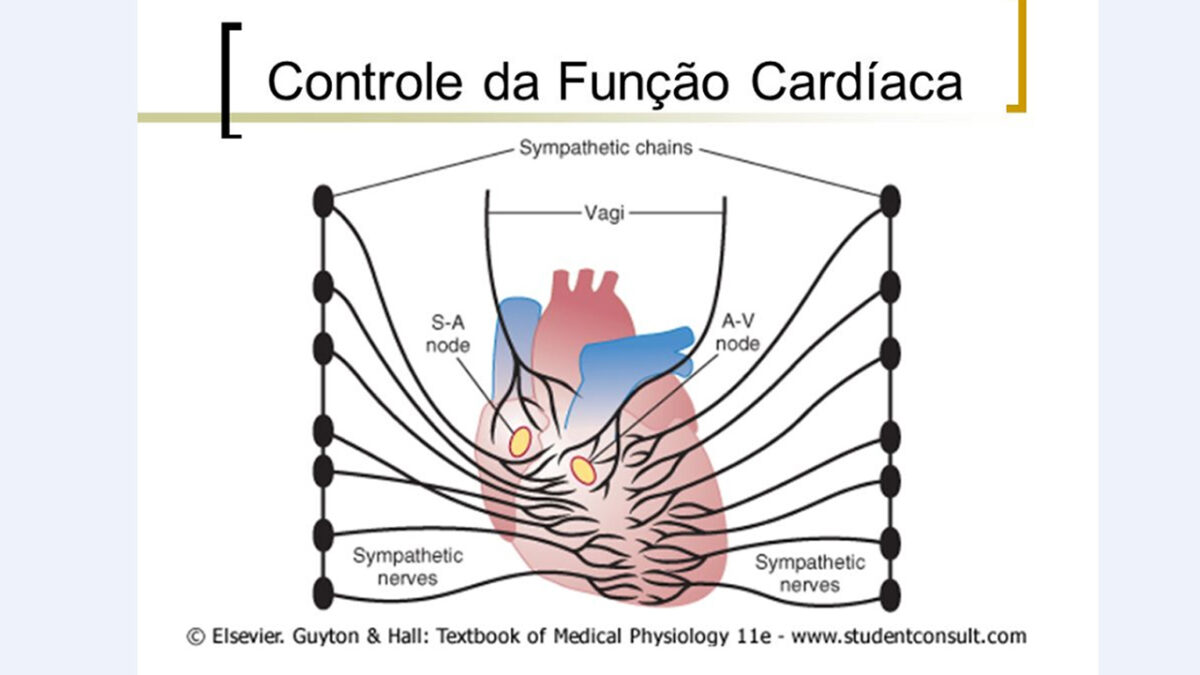 treino_em_foco_controle_simpatico_parassimatico_frequencia_cardiaca