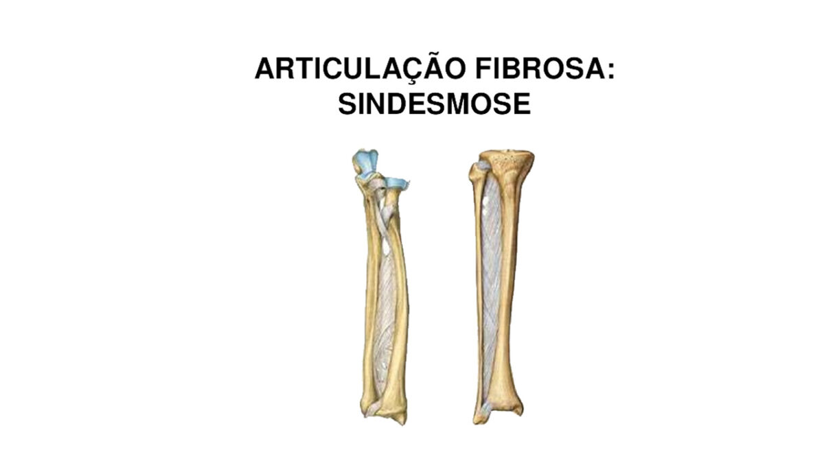 articulacao_sindesmose_fibrosa_treino_em_foco