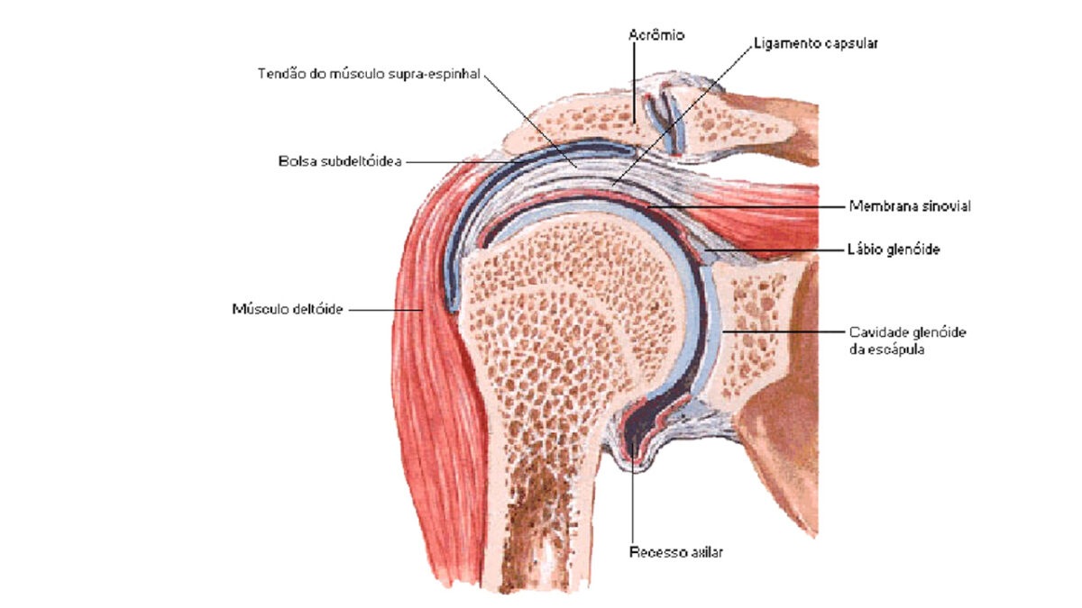 articulacao_sinovial_treino_em_foco