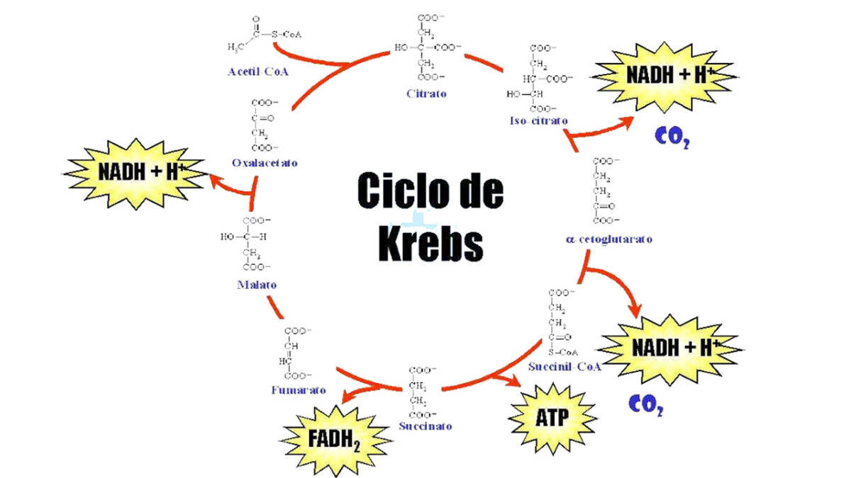 treino_em_foco_adaptacoes_bioquimicas_ciclio_de_krebs