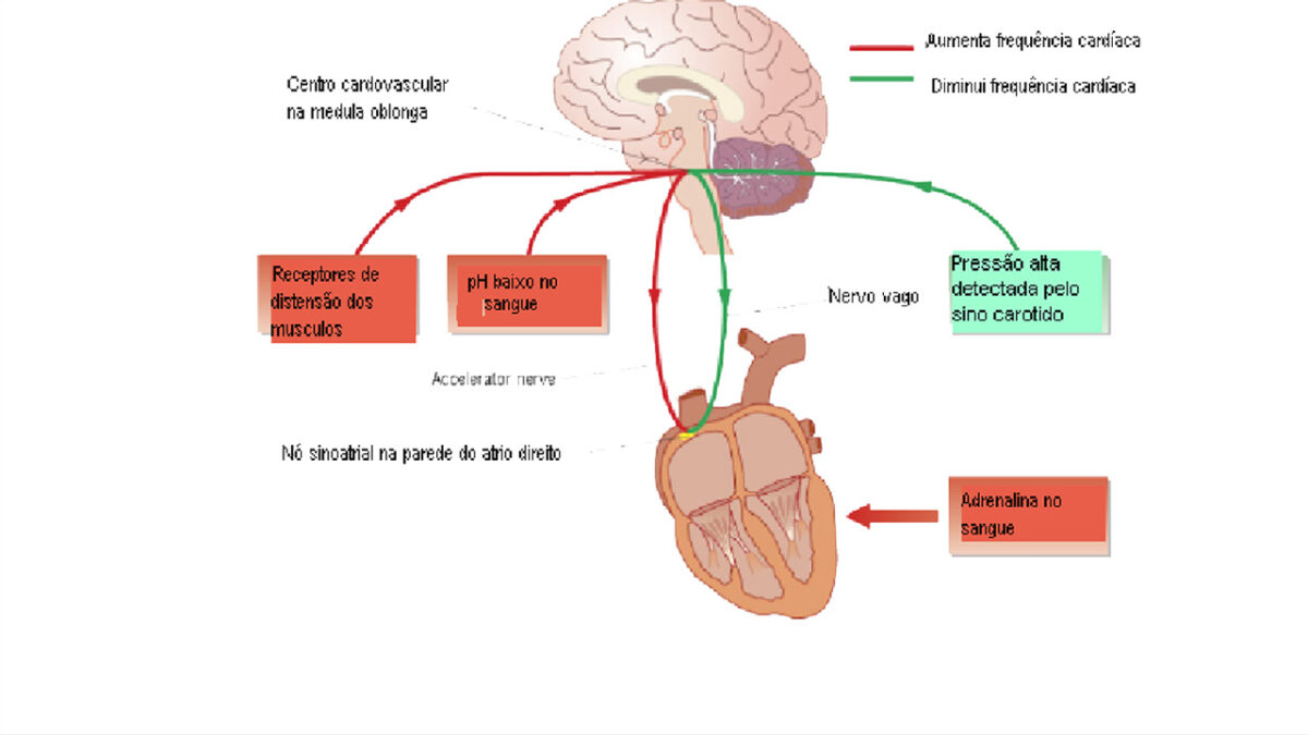 treino_em_foco_controle_quimico_frequencia_cardiaca