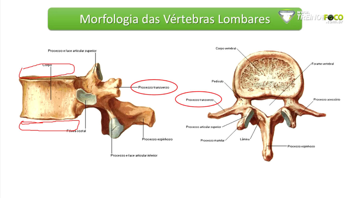 treino_em_foco_corpo_vertebral