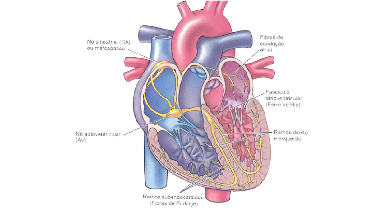 treino_em_foco_peso_corporal_controle_frequencia_cardiaca