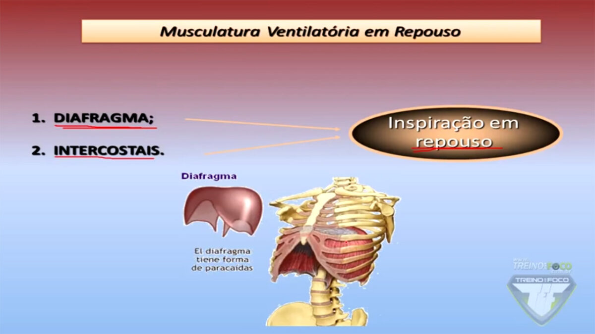 sistema_ventilatório_respiratório_treino_Em_foco