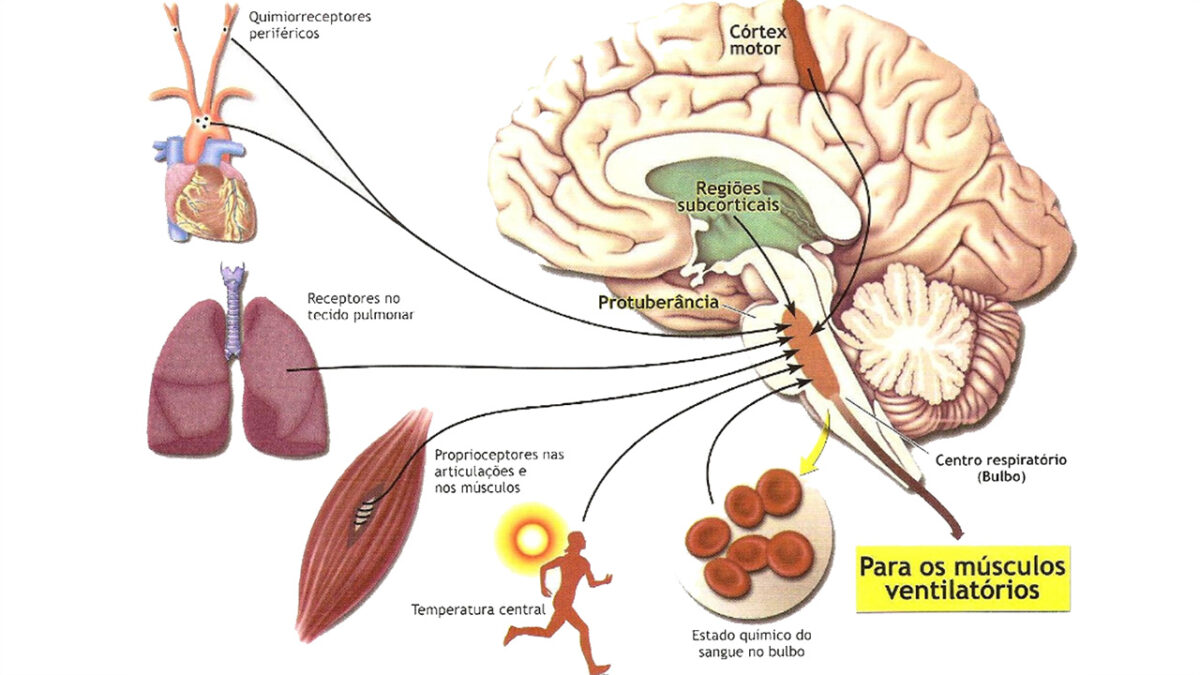 treino_em_foco_controle_respiratório_exercícios_Aeróbios