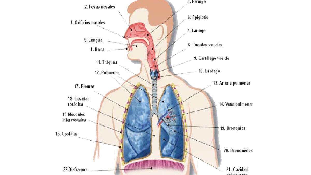 treino_em_foco_sistema_respiratório_ventilação_exercícos