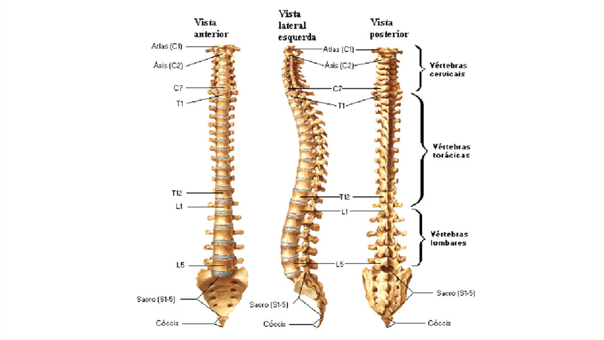 treino_em_foco_coluna_vertebral_exercícios_abdominais