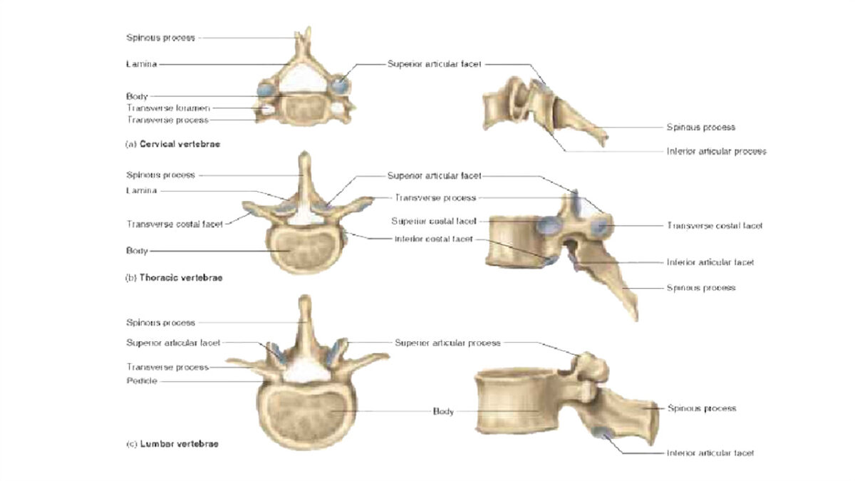 treino_em_foco_vetebras_corpos_vertebrais_coluna_vertebral