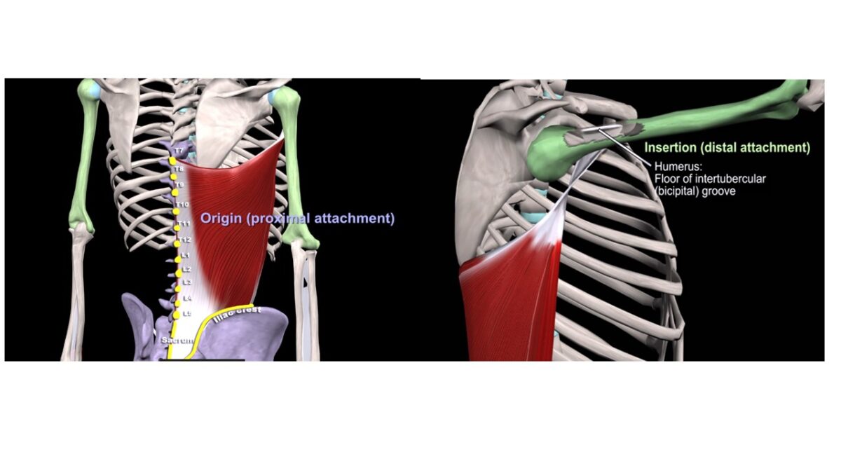 Treino_em_foco_anatomia_latissimo_do_dorso