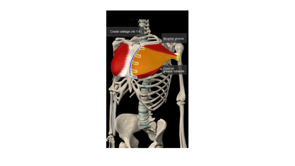 Treino_em_foco_anatomia_palpatória_peitoral_maior