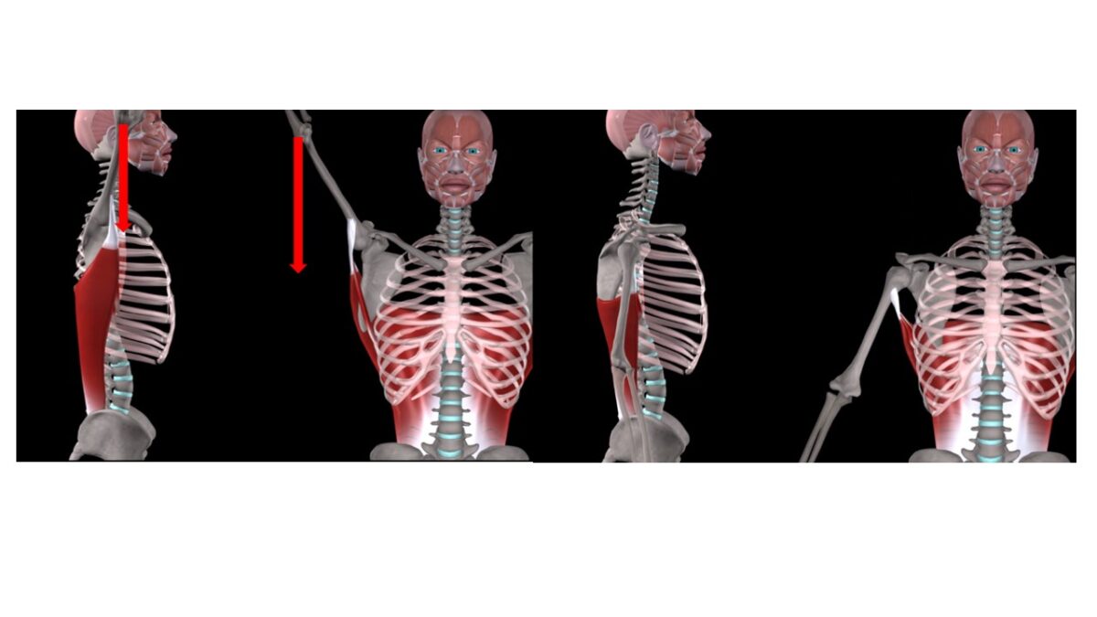 Treino_em_foco_anatomia_latissimo_do_dorso