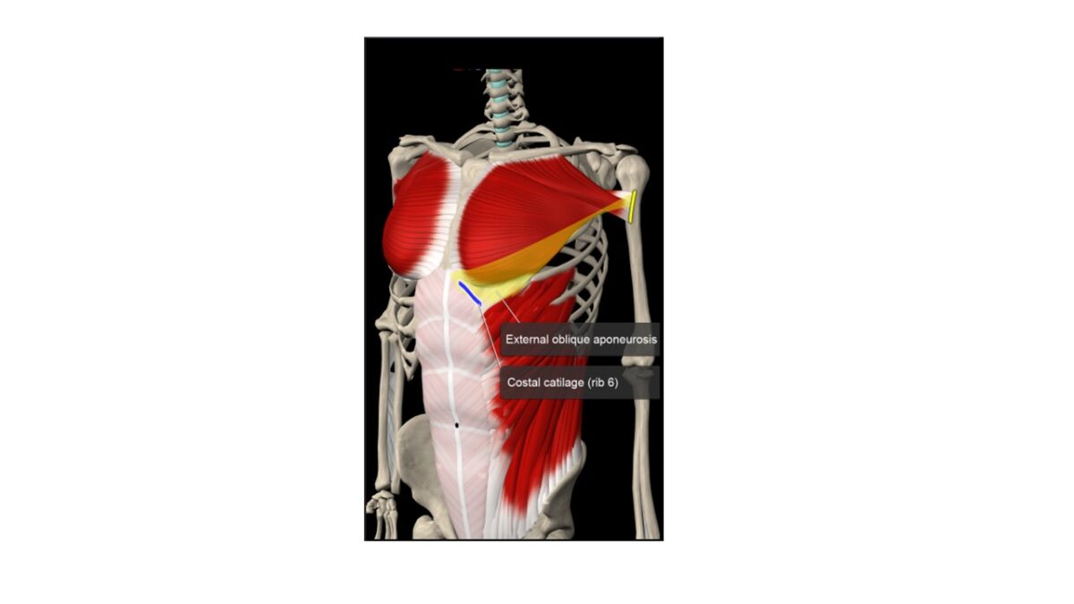 Treino_em_foco_anatomia_palpatória_peitoral_maior