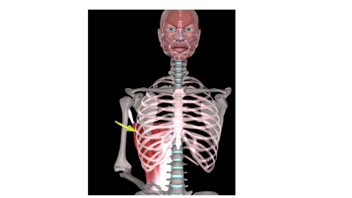 Treino_em_foco_anatomia_latissimo_do_dorso