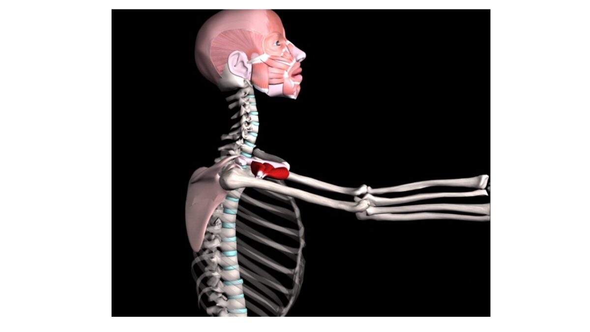 Treino_em_foco_anatomia_palpatória_peitoral_maior