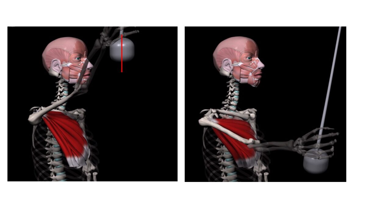 Treino_em_foco_anatomia_palpatória_peitoral_maior