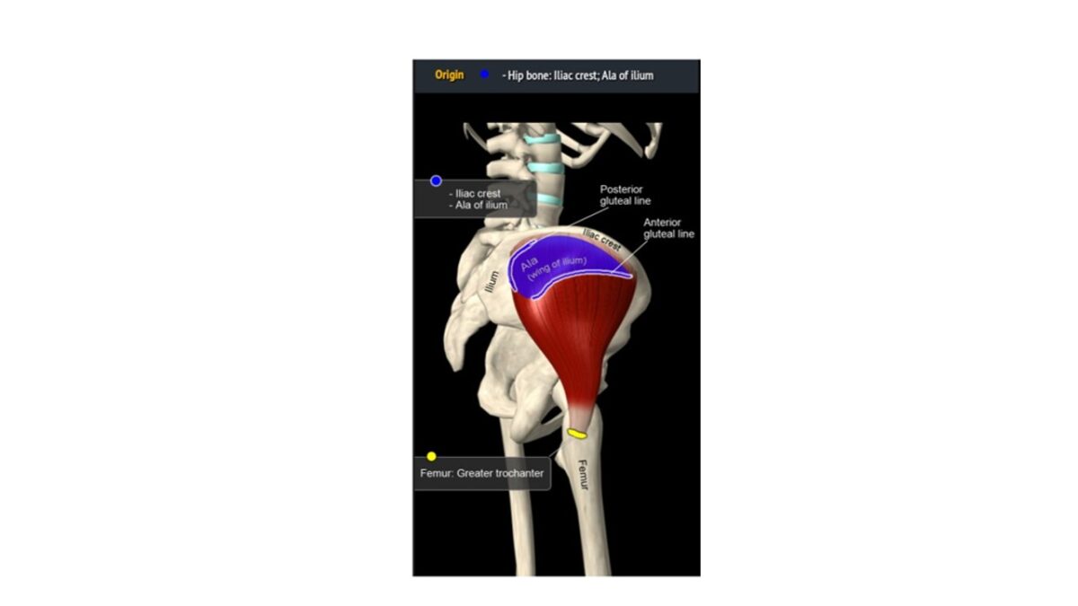 Treino_em_foco_gluteo_médio_funções