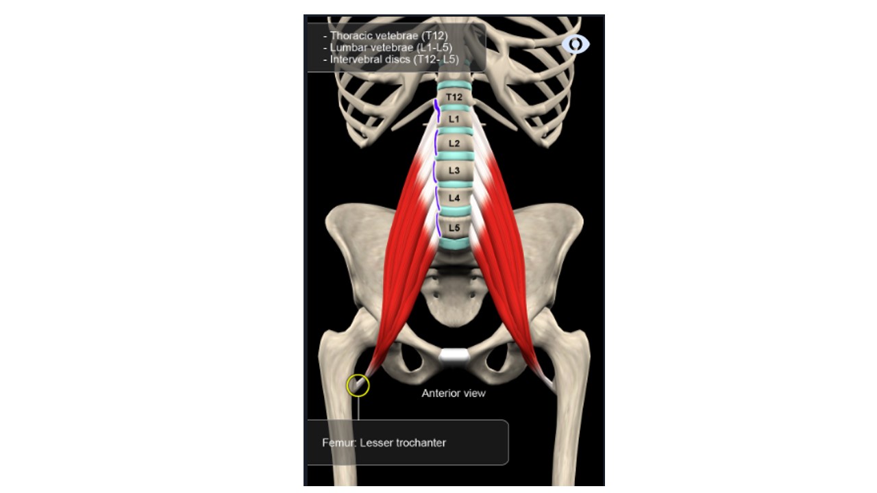 Abdominal_completo_dor_lombar_coluna_vertebral_treino_em_foco