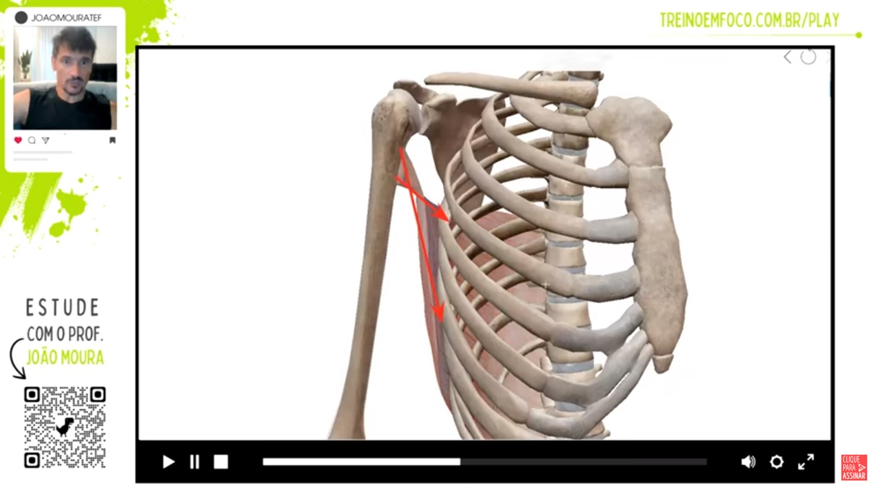 latissimo_do_dorso_grande_dorsal_anatomia