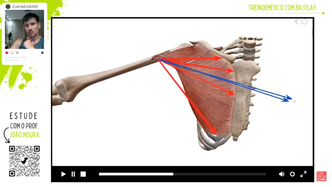 Peitoral_maior_articulação_do_ombro_treino_em_foco